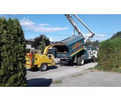 Established Tree Service for Sale - Image 3/4